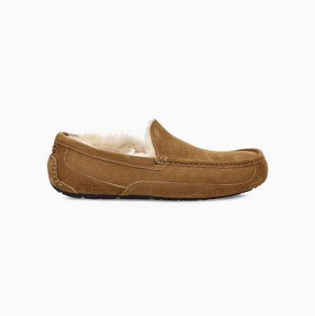 UGG Ascot Brown Slippers for Men (PDYV07456)